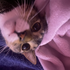 Avatar for derpyxcookiezzz