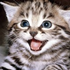 Avatar for ptitfeu