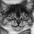 Avatar for FailedXS