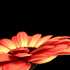 Avatar di orangeflower