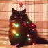 Avatar for Meow-Casy