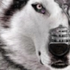 Avatar for cyb3rwulf