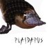 Avatar for DJ Plaidapus
