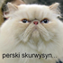 Avatar for MamNaImieBolek