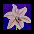Avatar for luvnXOXO