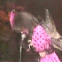 Avatar for HadokenEx