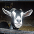 Avatar for mrgoat
