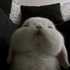 Avatar for chubbydolliez