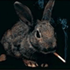 Avatar for jckrbbt_