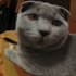 Nice British Cat için avatar