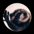 Avatar for aversed