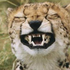 Avatar for T11NA