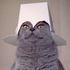 Avatar di Chipofhatred