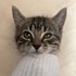 Avatar di SeamoreTheSeal