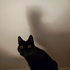 Avatar di Metsamaa