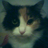 Avatar for neko839