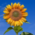 Avatar for A_Sun_Flower
