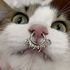 Avatar for vulpmoon