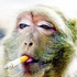 Аватар для monkie