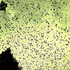 Avatar for lucky13_