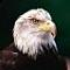 Avatar di EagleEye812