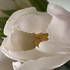 Avatar for tulipsbunnies