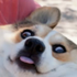 Avatar for RighteousMoose