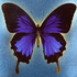 Avatar di girlwithmystery