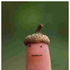 Avatar for fuzzchild