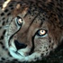 Avatar di Elona_spot