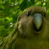 Avatar for Nonononahnahnah