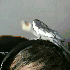 Avatar for herr_ivan