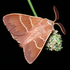 Avatar for BombyxDeLaRonce