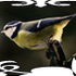 Avatar for Lumanasy