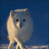 Avatar for pink_nazgul