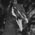 Avatar for Peacock