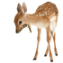 Avatar for lawlietgf