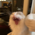Avatar for catlover1313