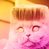 Avatar for evilchi