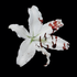 Avatar for twilightdove