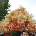 Avatar for zhanglaozhi