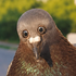 Avatar for czarnuh