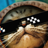 Avatar for TropiCat_