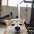 Avatar di SupportShibe