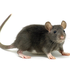 Avatar for esquizosophia