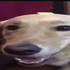 Avatar for Sonii71