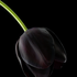 Avatar di blackscrubs