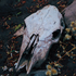Avatar for Hateismyname