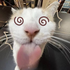 meow_k3t さんのアバター