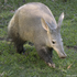 Avatar for Aardvark04